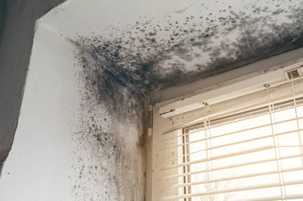 Affordable Mold Cleanup solutions in North Brunswick, NJ